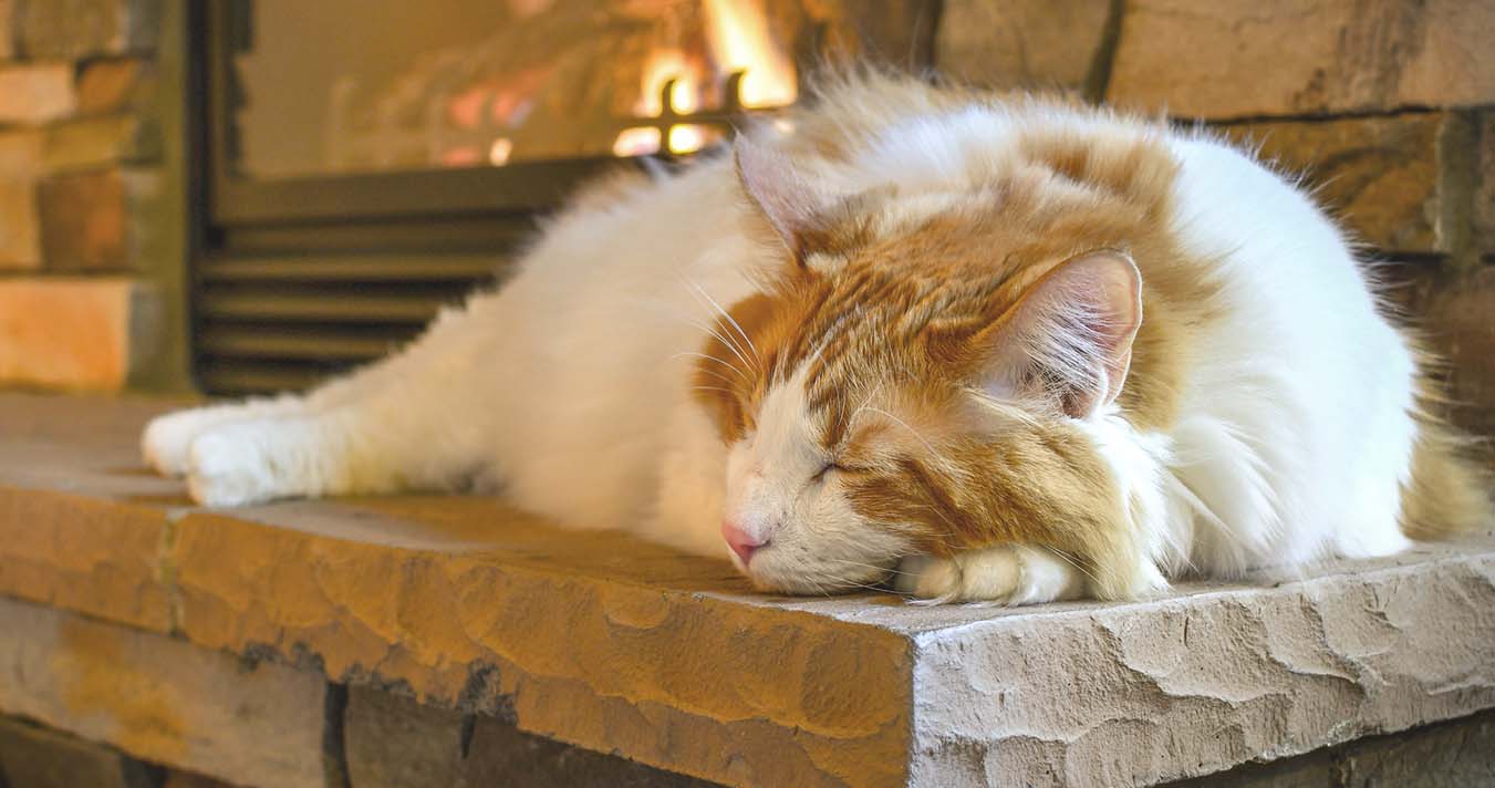 Cat Sleeping next to a fire